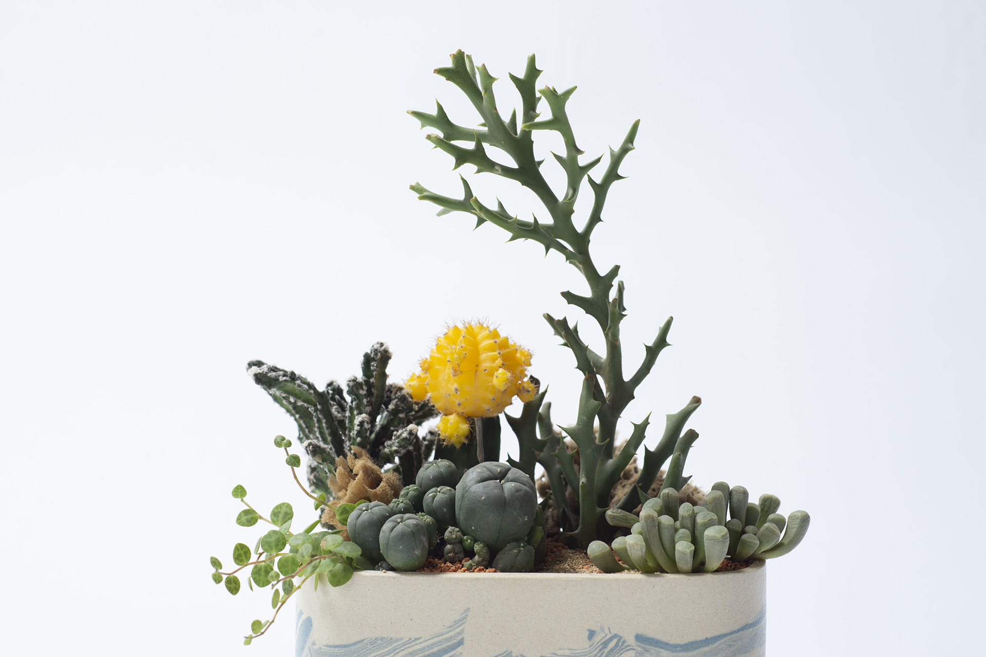 朋友生日禮物送什麼? 珍貴的心意 以植為禮 8 碧海揚帆 4