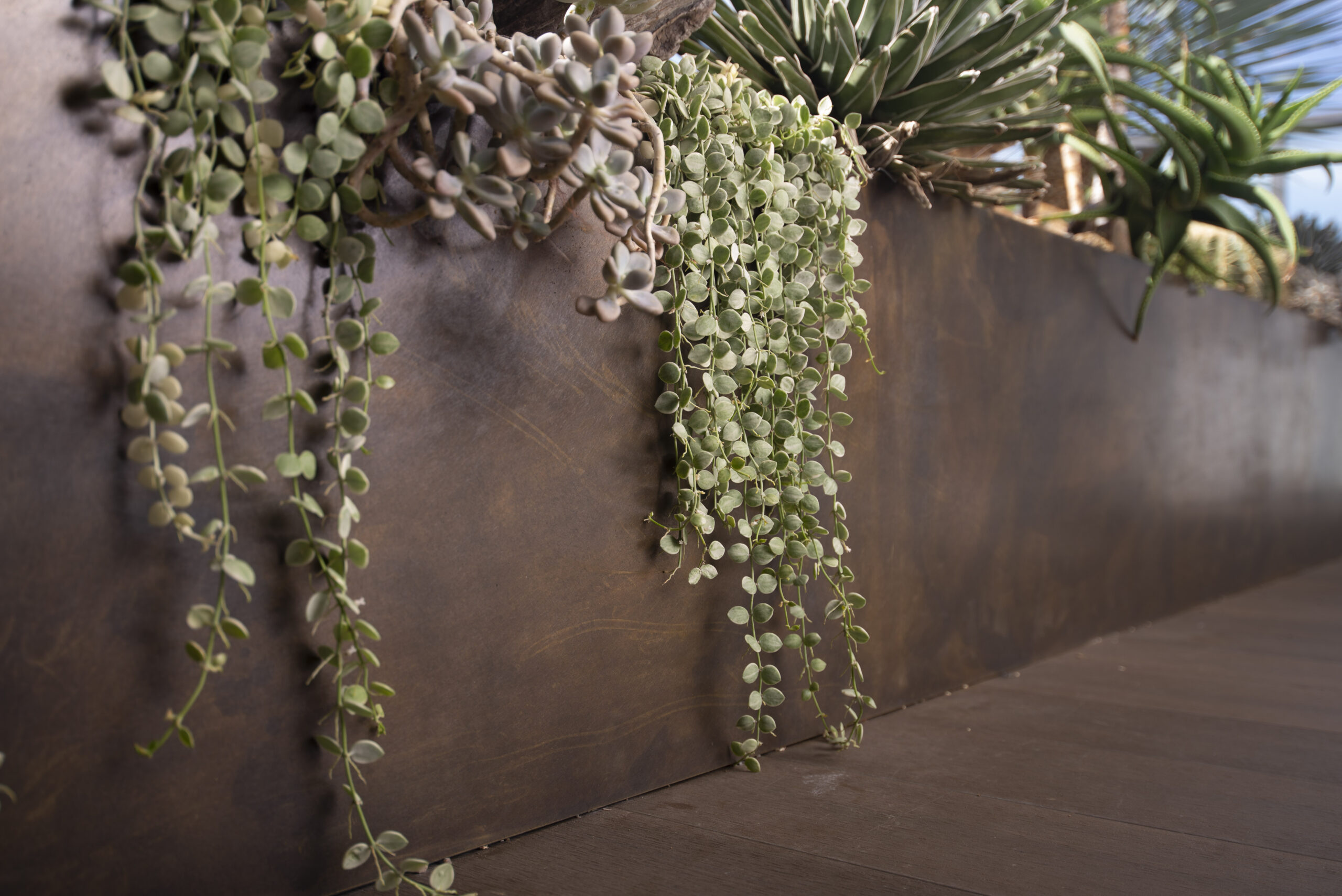 2025 年園藝趨勢：深入打造永續的綠意 串錢藤 scaled