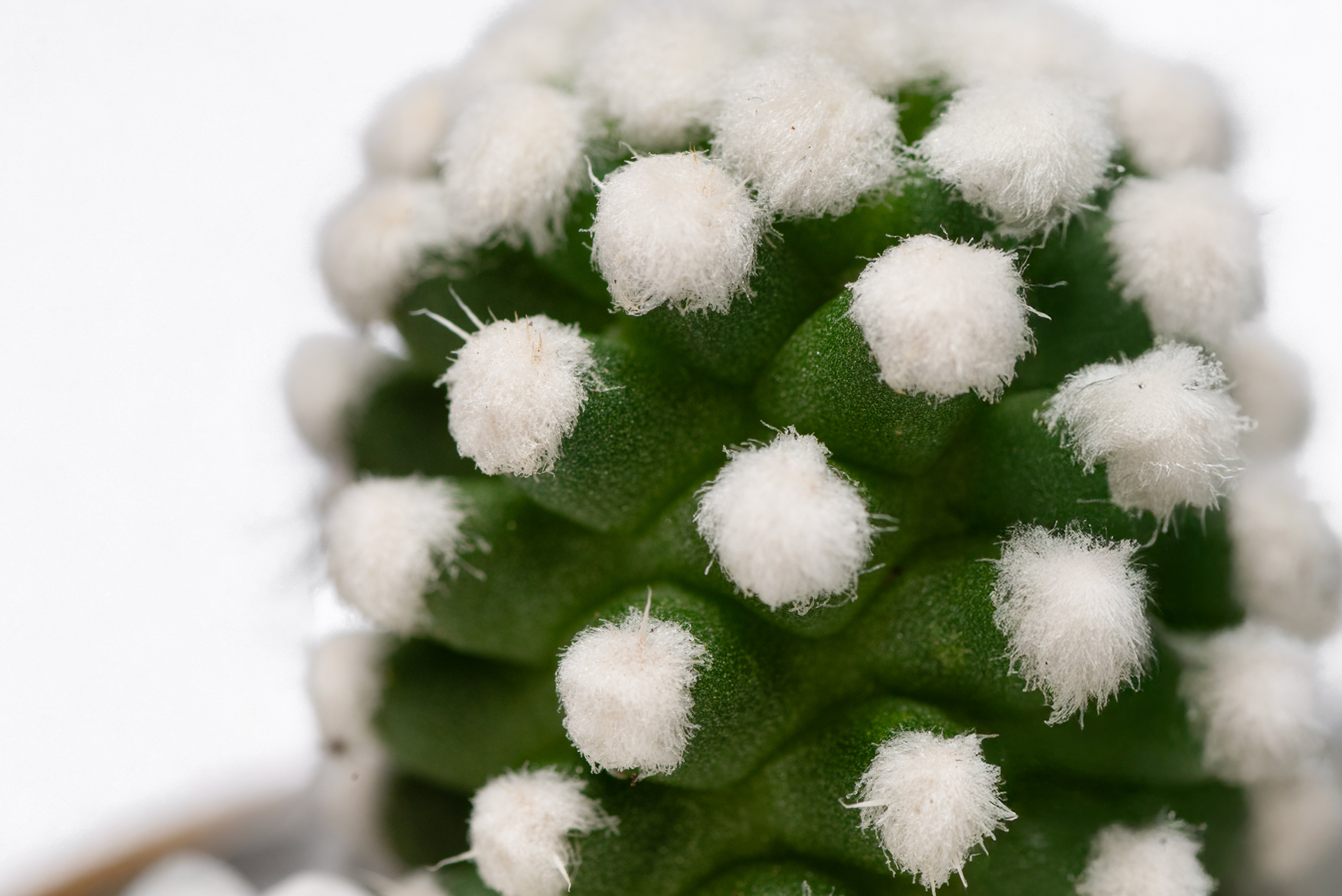 多肉圖鑑：雪球仙人掌 （仙人掌科 乳突球屬） 乳突球屬 雪球仙人掌乳突疣狀