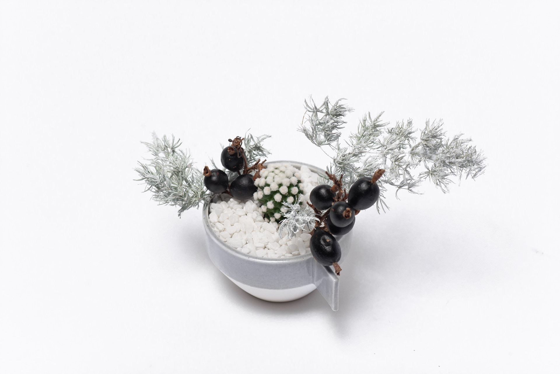 多肉圖鑑：雪球仙人掌 （仙人掌科 乳突球屬） 乳突球屬 雪球仙人掌盆栽搭配