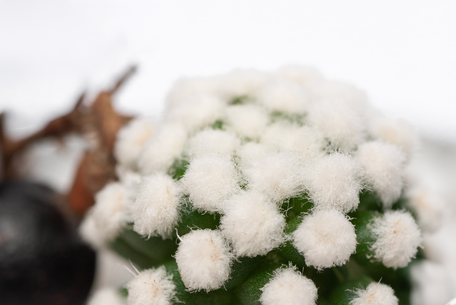 多肉圖鑑：雪球仙人掌 （仙人掌科 乳突球屬） 乳突球屬 雪球仙人掌雪山模樣