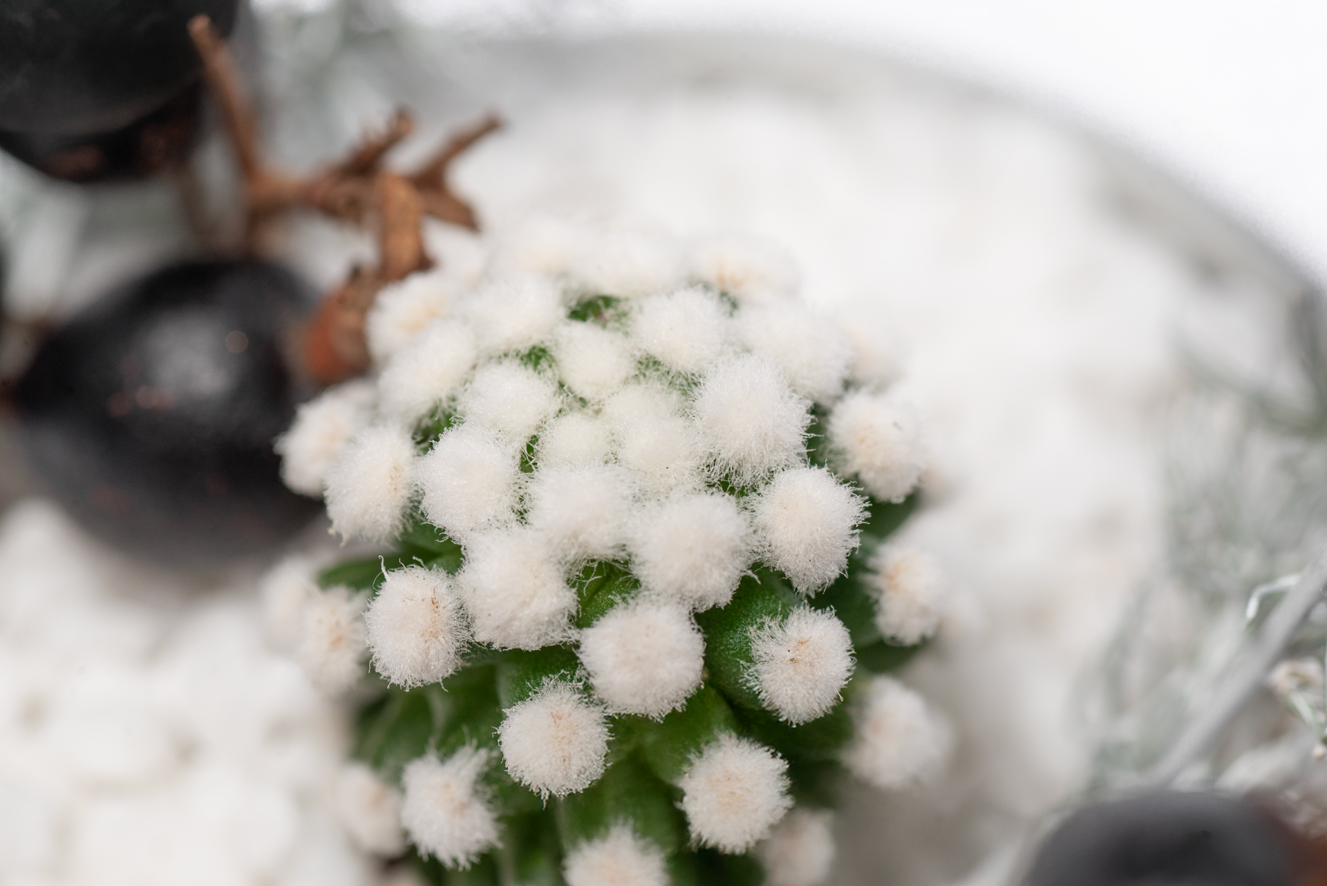 多肉圖鑑：雪球仙人掌 （仙人掌科 乳突球屬） 乳突球屬 雪球仙人掌頂端