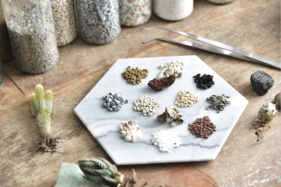 松柏是什麼? 6 種常見松柏圖鑑,從葉子清楚看出差別 14 松柏是什麼? 6 種常見松柏圖鑑,從葉子清楚看出差別 介質