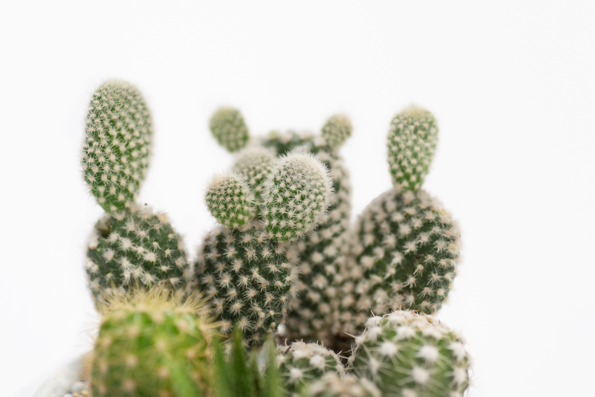 夜光仙人掌、仙人掌梨?國際品牌怎麼用仙人掌 4 仙人掌換盆時機