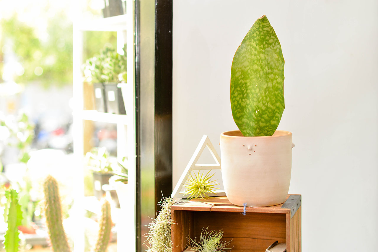 陽台盆栽種植推薦