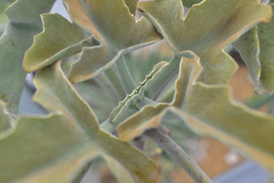 景天科多肉植物 8 景天科多肉植物 仙女之舞 兔耳 多肉2