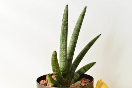 佛手虎尾蘭側邊照片 佛手虎尾蘭側邊照片