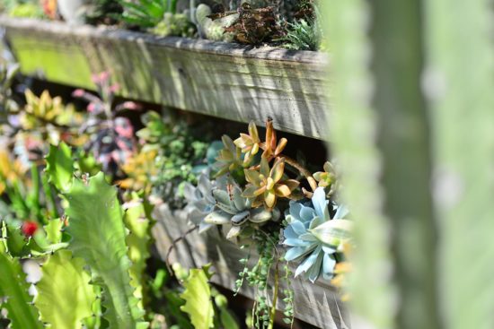 植物光照 植物光照