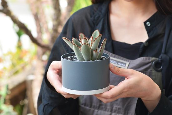 景天科多肉植物 4 景天科多肉植物 台灣深灰色盆器與多肉兔耳的組合7