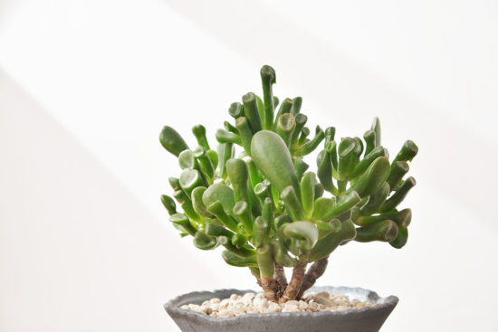 景天科多肉植物 台灣陶盆＋史瑞克耳朵多肉植物5