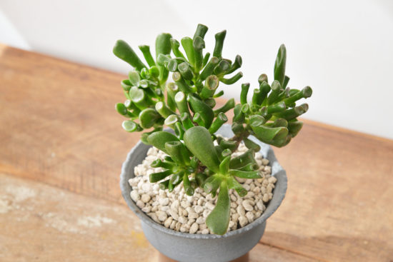 景天科多肉植物 34 景天科多肉植物 台灣陶盆+史瑞克耳朵多肉植物6