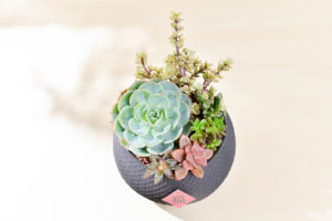 景天科多肉植物 28 多肉 七福神 盆栽送禮