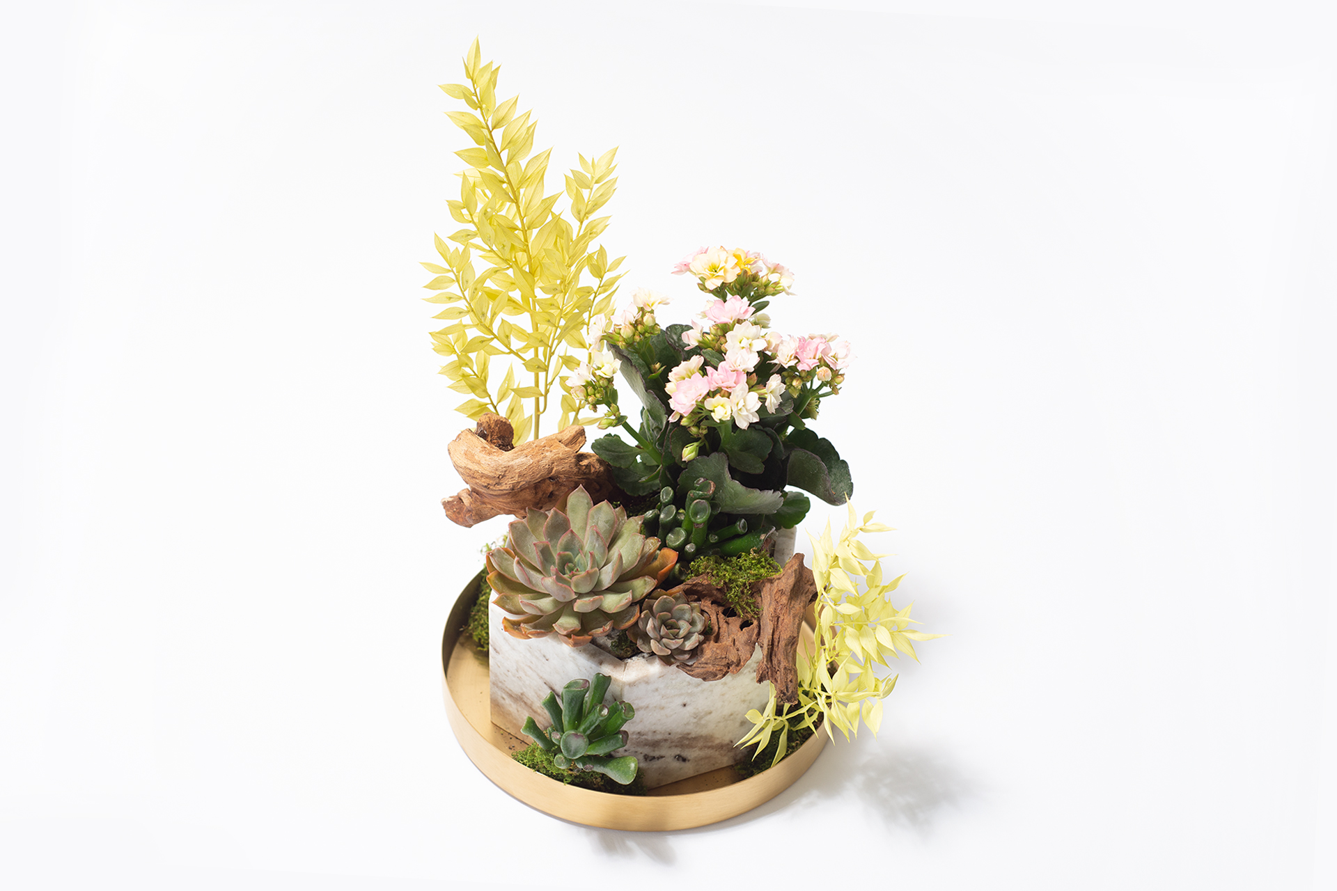 40+ 句換新工作的祝福語(成語 聖經金句 佛家語錄 英文 日文) 9 長壽花盆栽