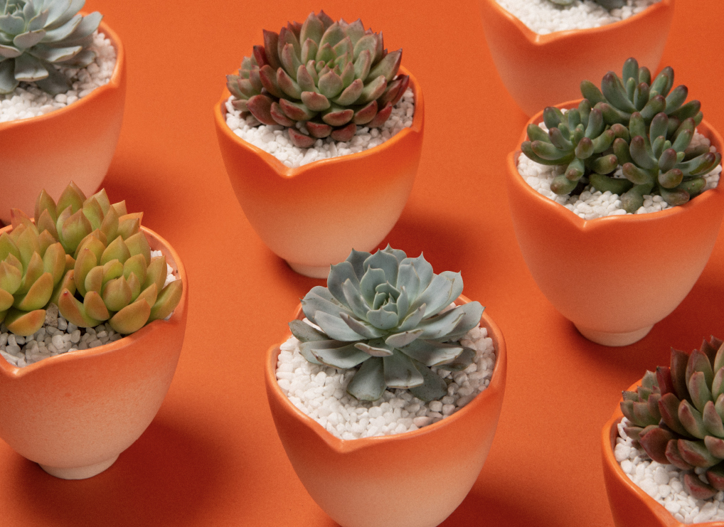 2024 春節禮盒介紹 | 龍舞、花語、烏魚子 圖4