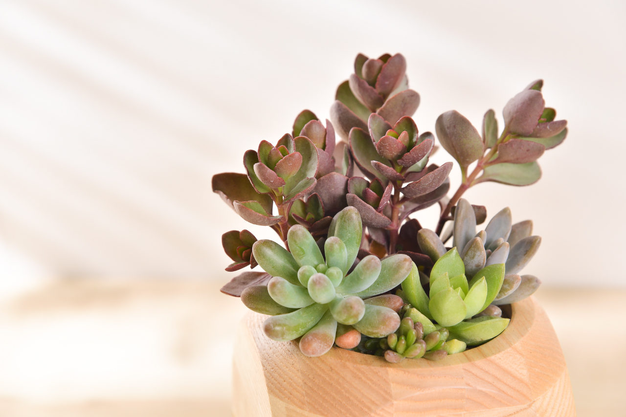 景天科多肉植物 50 白姬之舞 秋麗 靜夜玉綴 乙女心 朱蓮 多肉植物 多肉組盆 祝賀花禮 加州夕陽