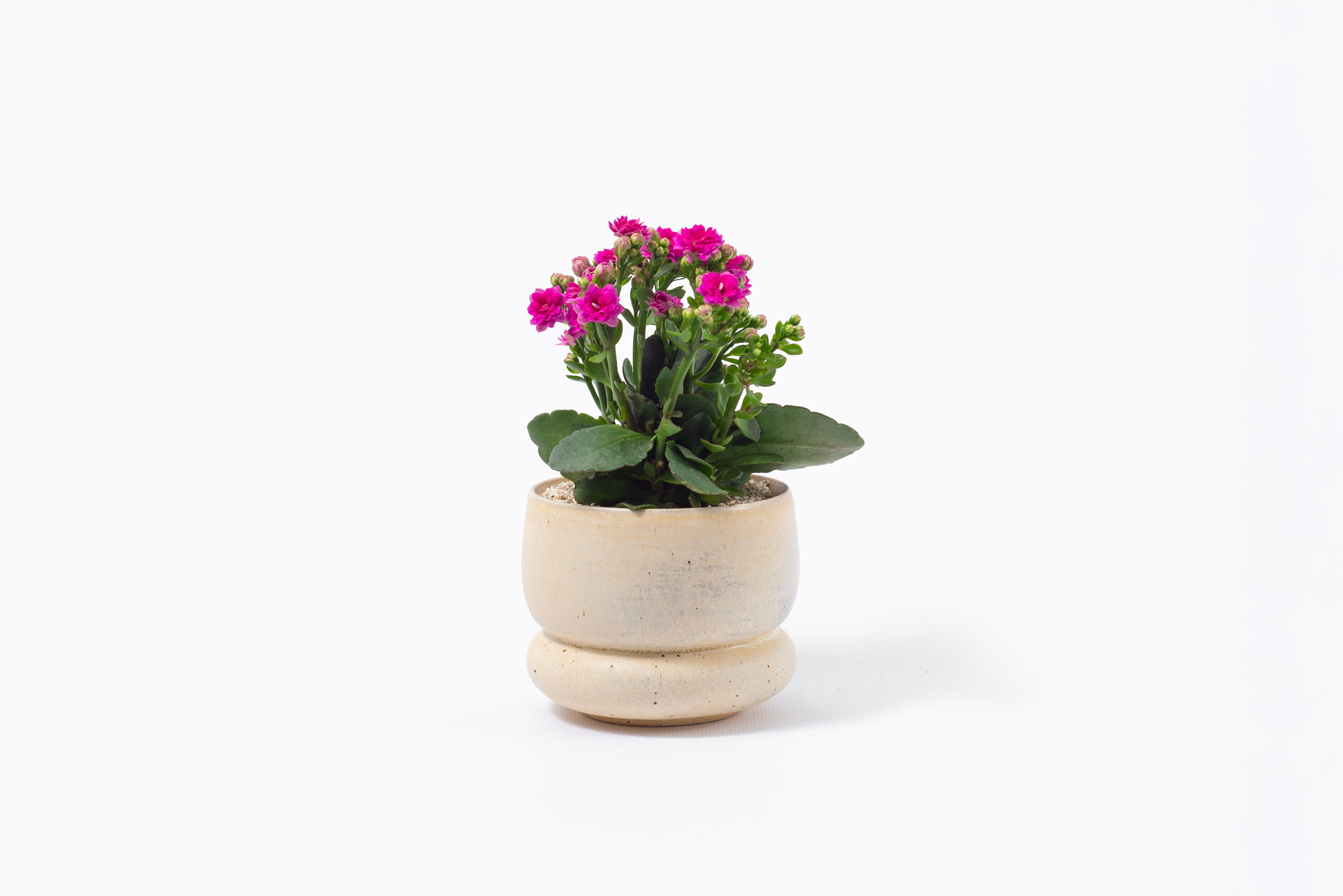 多肉植物圖鑑:好運花:長壽花-盆栽