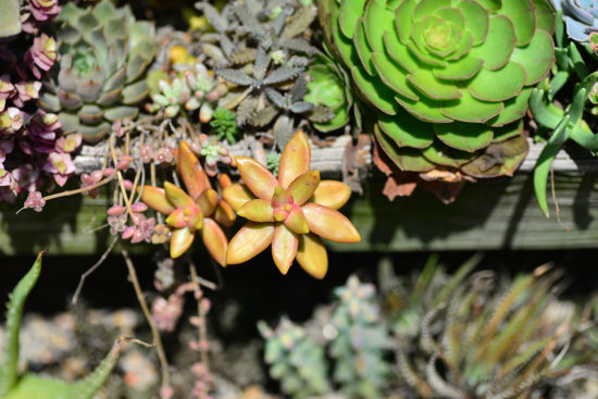 景天科多肉植物 48 景天科多肉植物 多肉植物銘月景天科1