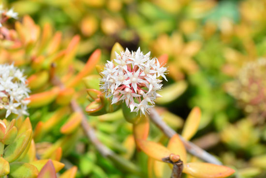 景天科多肉植物 多肉植物銘月景天科11