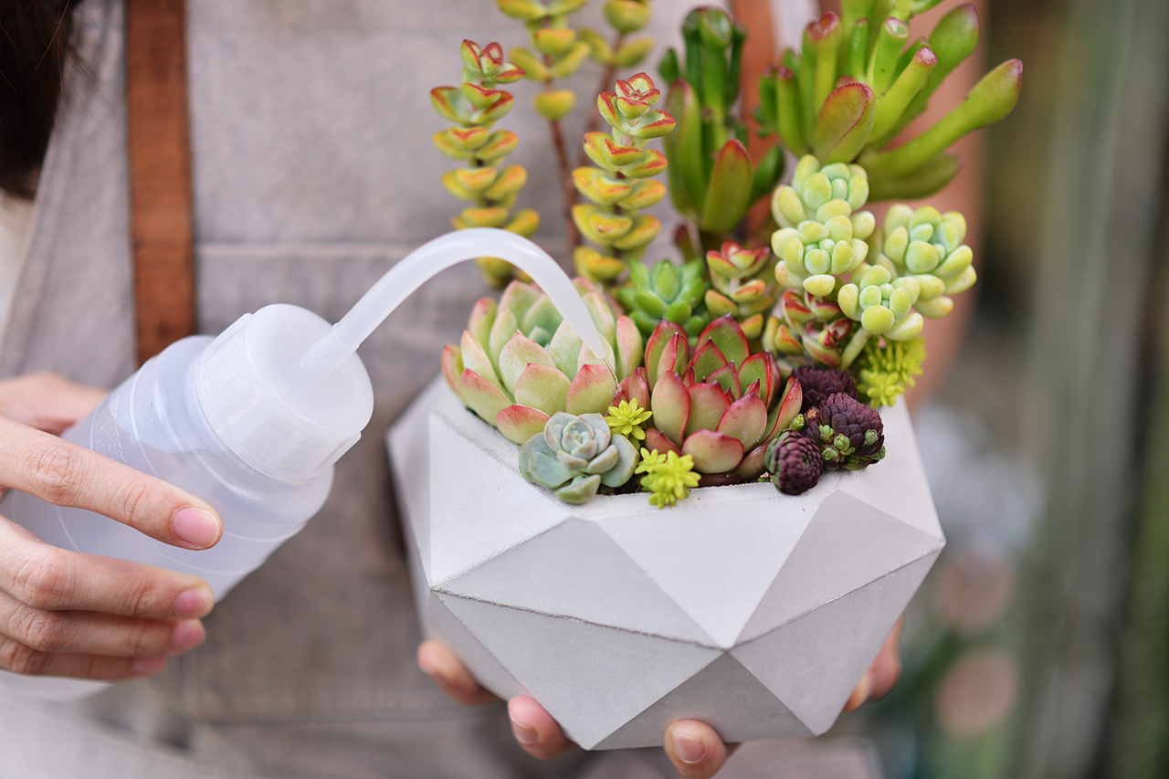 【完整教學】植物照顧終極指南 向黑手指說掰掰 4 【完整教學】植物照顧終極指南 向黑手指說掰掰 多肉澆水