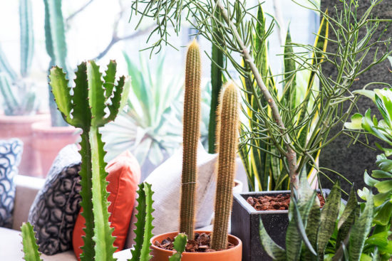 全日照?半日照?教你搞懂植物的需要! 8 全日照?半日照?教你搞懂植物的需要! 大型仙人掌