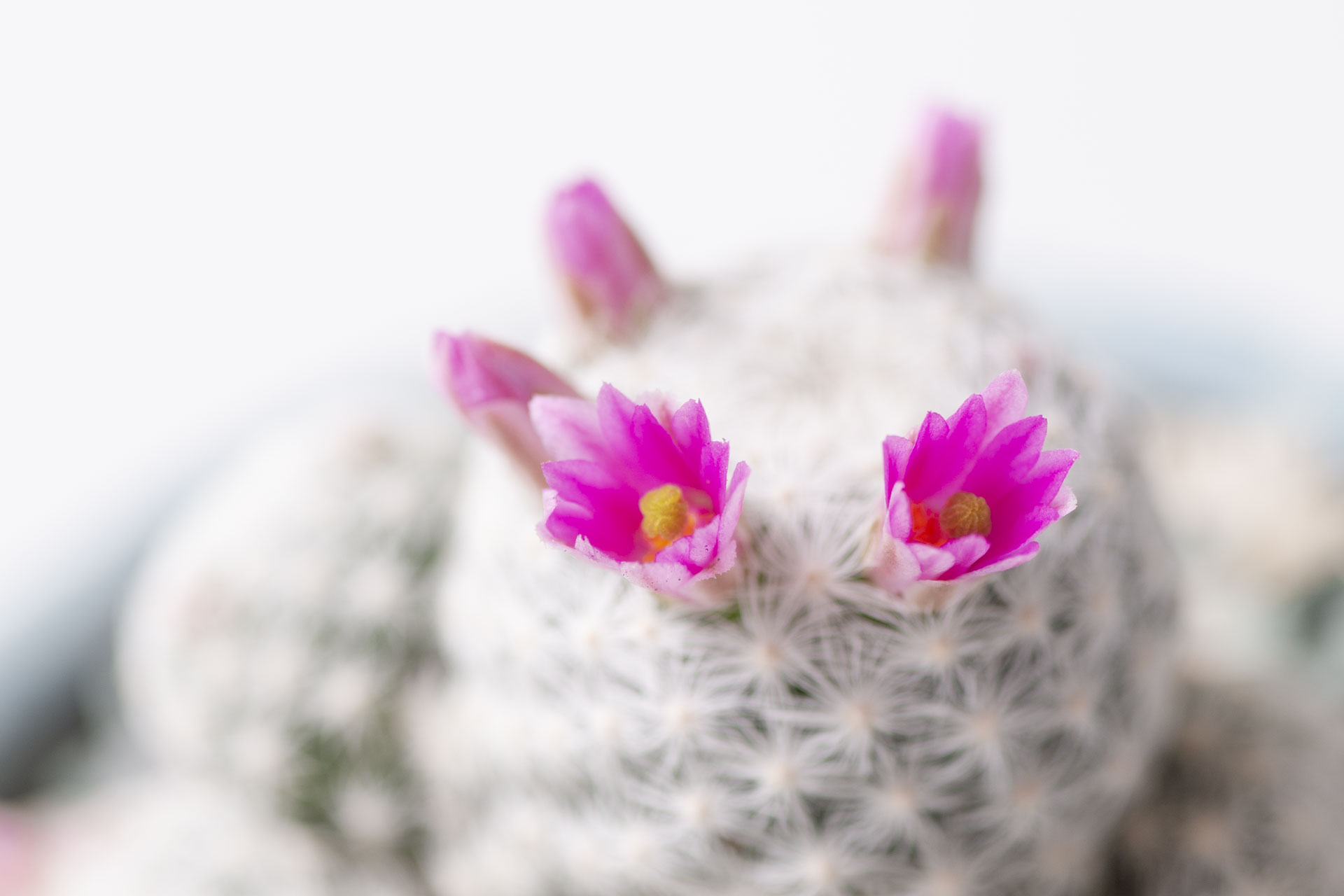 企業活動有哪些？禁忌有哪些？10 種有趣的活動推薦！ 姬春星＿仙人掌科 乳突球屬＿mammillaria humboldtii2