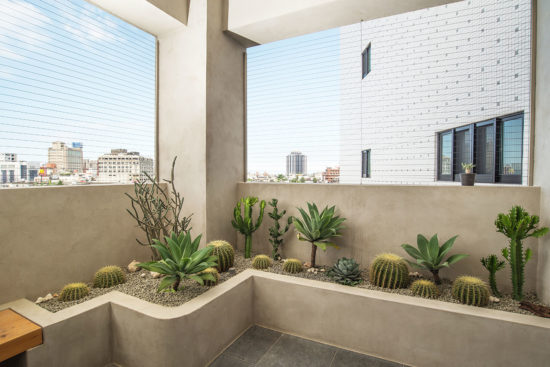 熱帶植物多肉植物佈置 熱帶植物多肉植物佈置