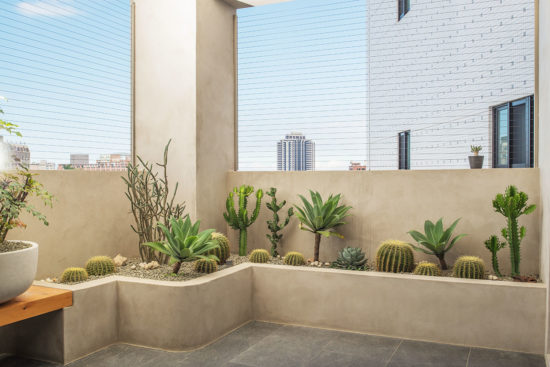 熱帶植物盆栽 熱帶植物盆栽