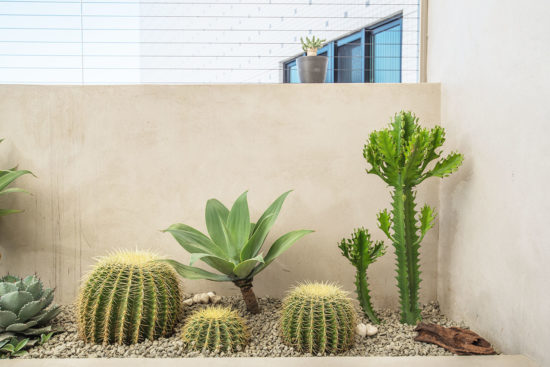 熱帶植物名稱:仙人掌 熱帶植物名稱:仙人掌