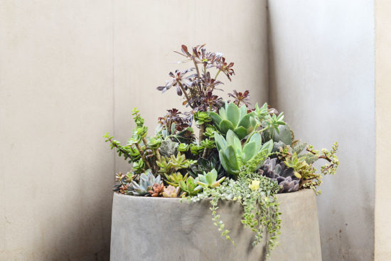 盆栽設計 盆栽設計