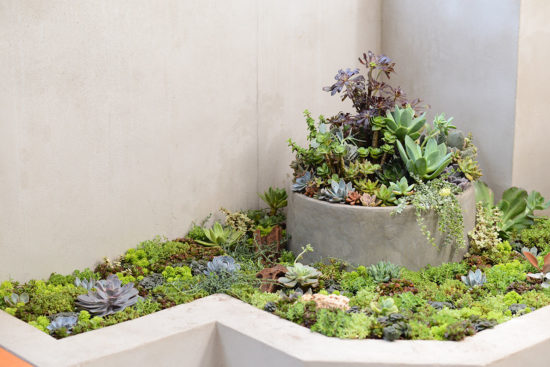 綠色植物佈置 綠色植物佈置