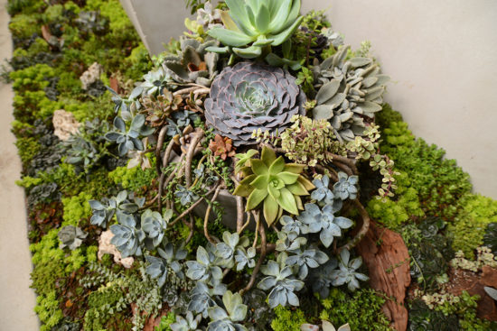 居家植栽 居家植栽