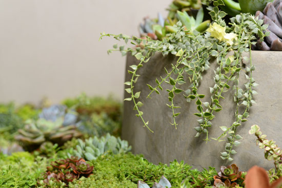 垂吊植栽佈置 垂吊植栽佈置