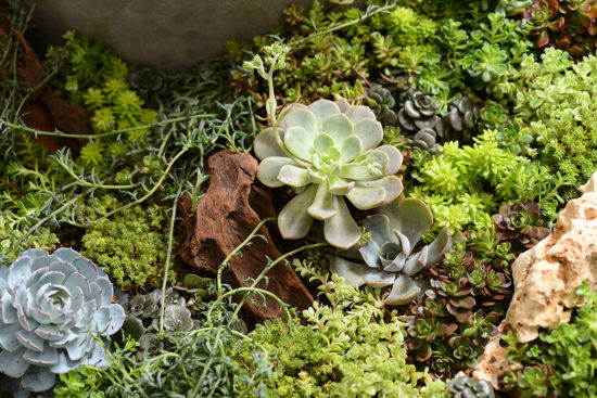 盆栽佈置 盆栽佈置