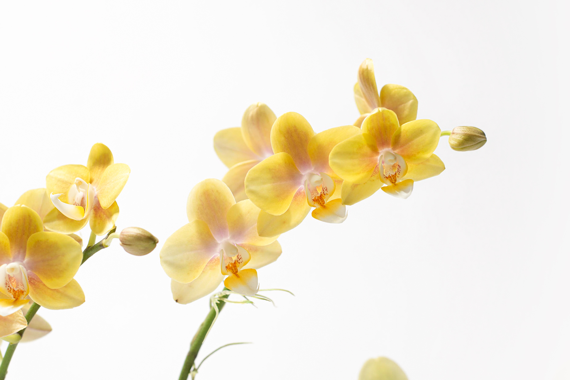 寵物友善植物推薦! 嚴選 8 種綠意到家 7 寵物友善植物推薦! 嚴選 8 種綠意到家 寄恆時若 蘭花盆栽組合1 拷貝