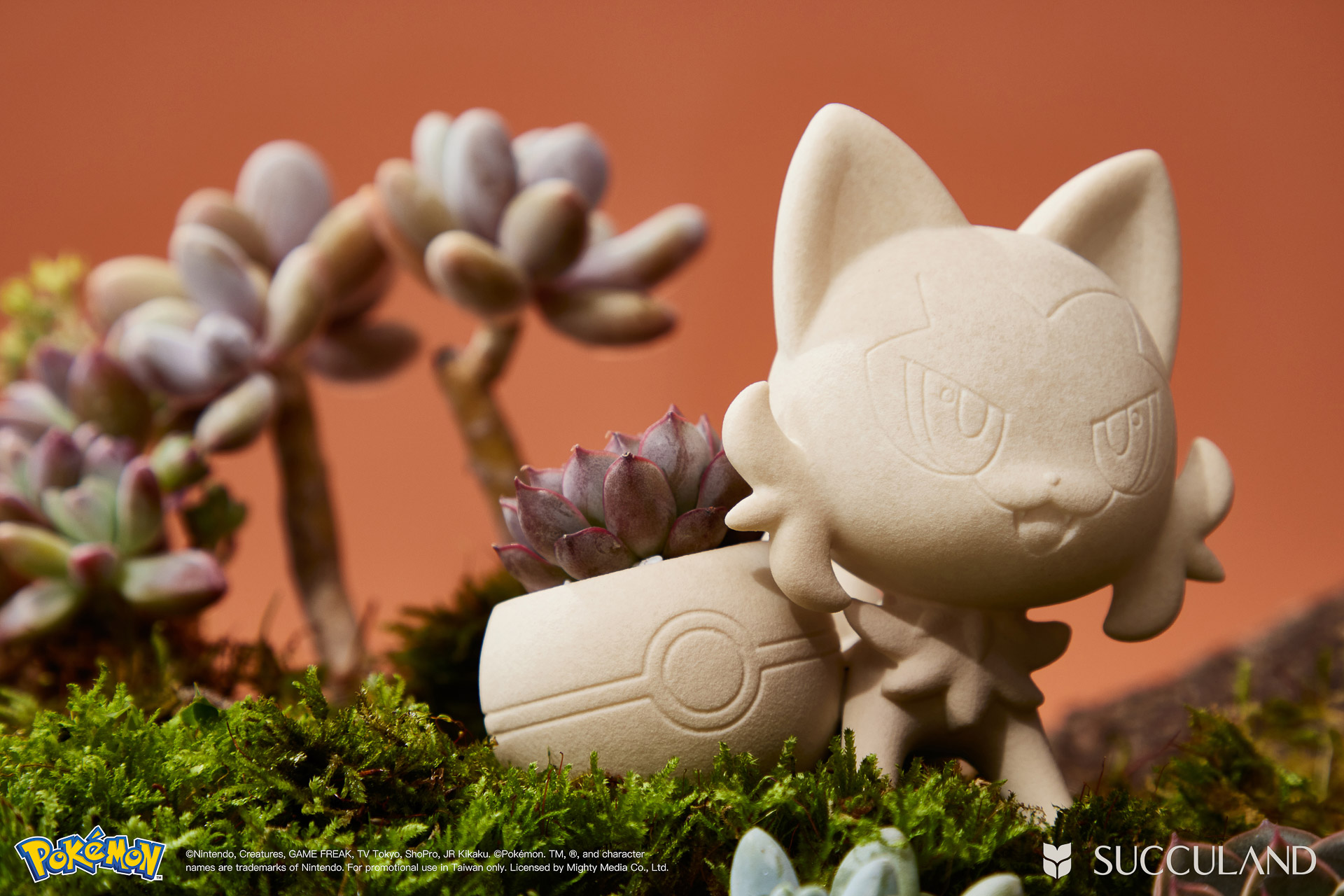 貓奴看過來!一次了解新葉喵的 8 個秘密,結尾加碼最新藏 5 寶可夢植栽與有肉SUCCULAND-新葉喵ニャオハ Sprigatito仰角