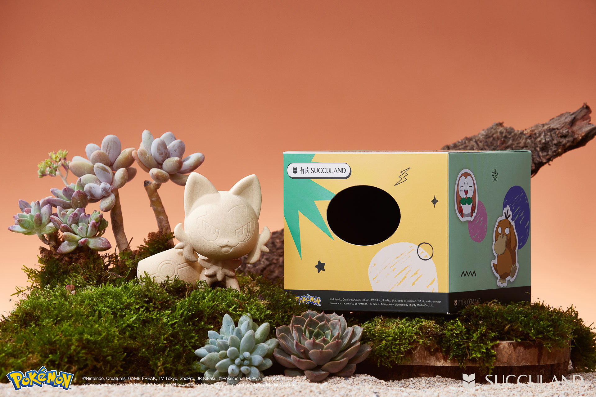 貓奴看過來!一次了解新葉喵的 8 個秘密,結尾加碼最新藏 1 寶可夢植栽與有肉SUCCULAND-新葉喵ニャオハ Sprigatito與盒子