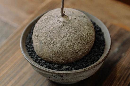 多肉圖鑑：山烏龜 山烏龜3照片有肉提供