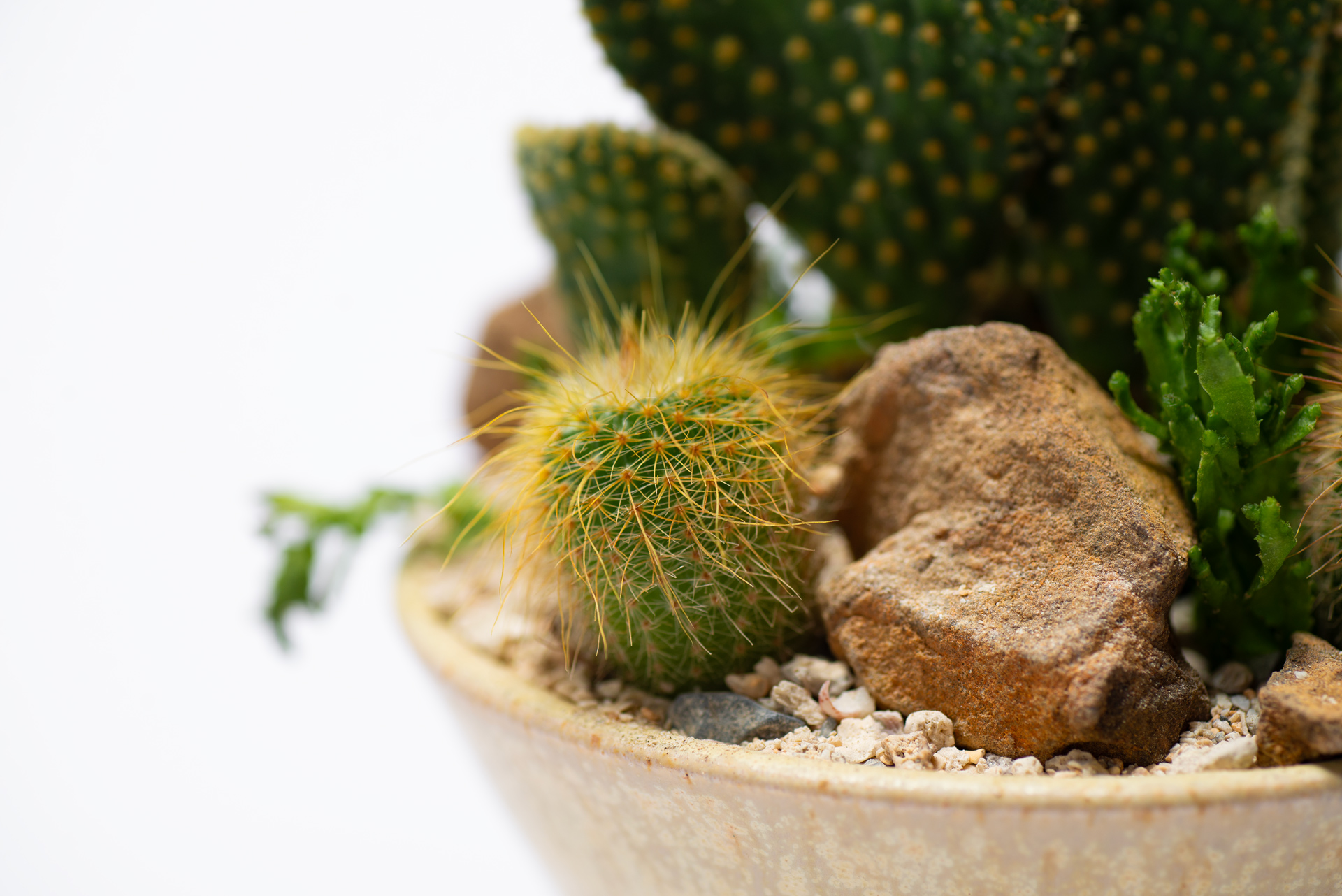 夜光仙人掌、仙人掌梨?國際品牌怎麼用仙人掌 1 岩釉佳景_陶室_暖雛仙人掌特寫