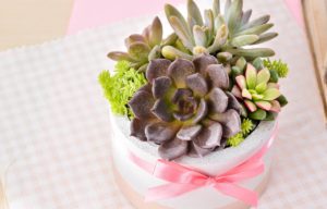 泥好 月兔耳 三色夕映 黃金萬年草 姬朧月 秋麗 櫻吹雪 黑王子