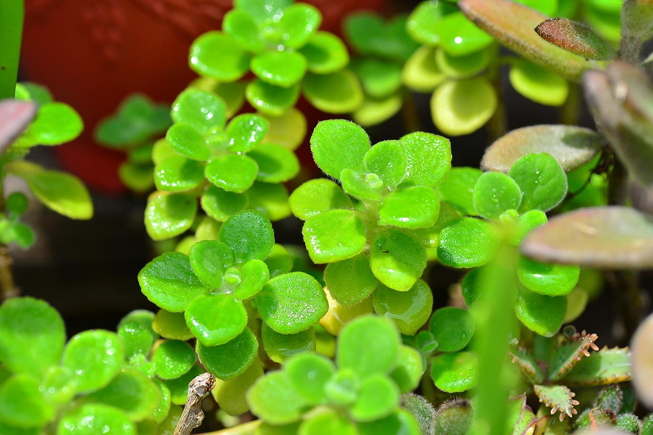 2025 年園藝趨勢：深入打造永續的綠意 左手香1