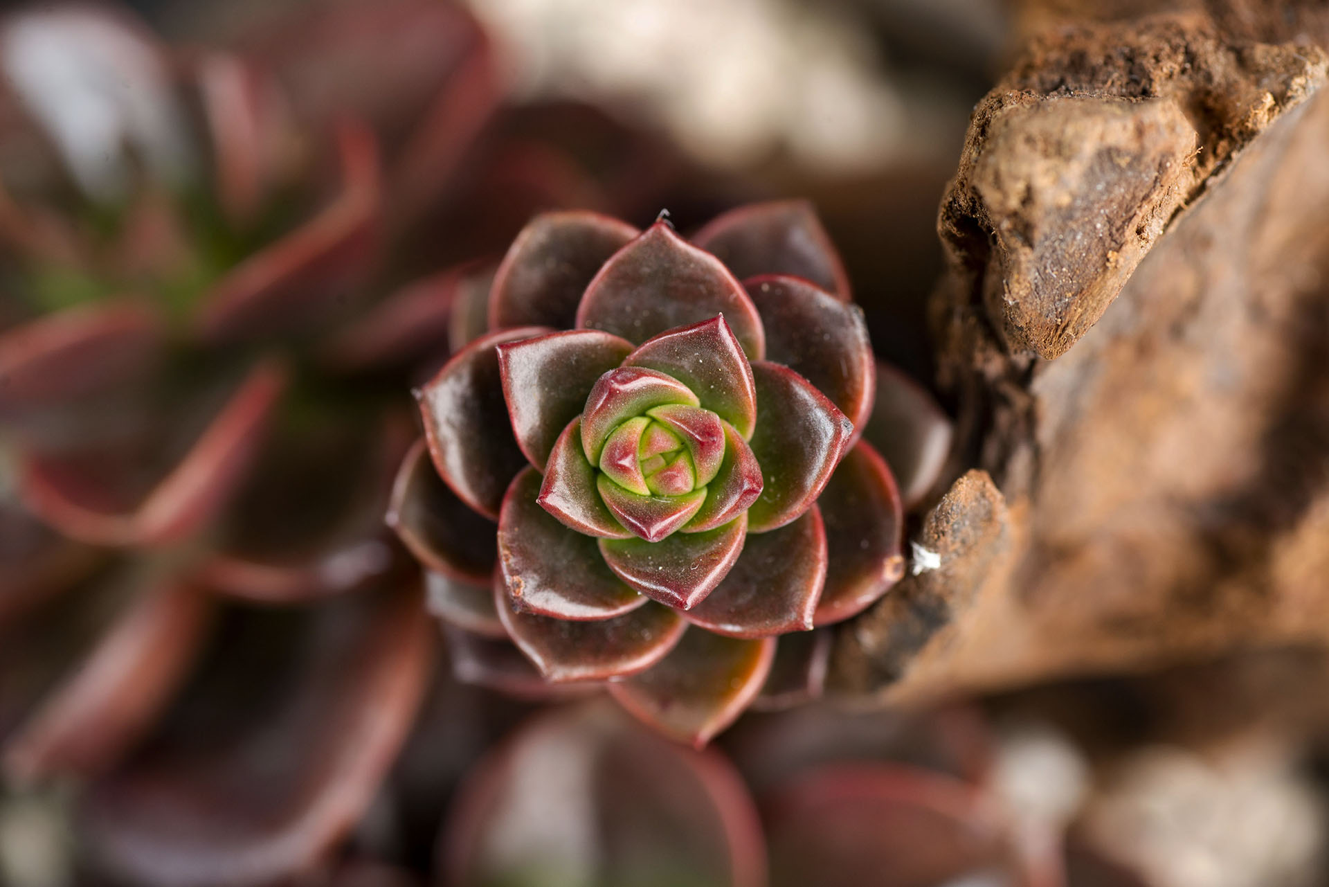 【完整教學】植物照顧終極指南 向黑手指說掰掰 1 植物照顧的心法