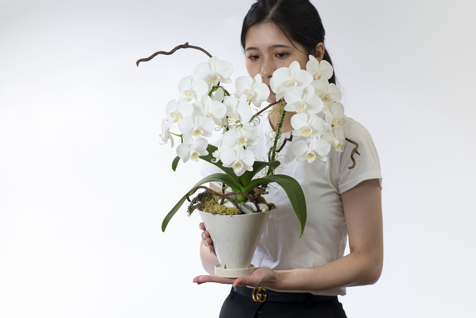 朋友生日禮物送什麼? 珍貴的心意 以植為禮 10 德安鍾存 白色典雅蘭花盆栽4