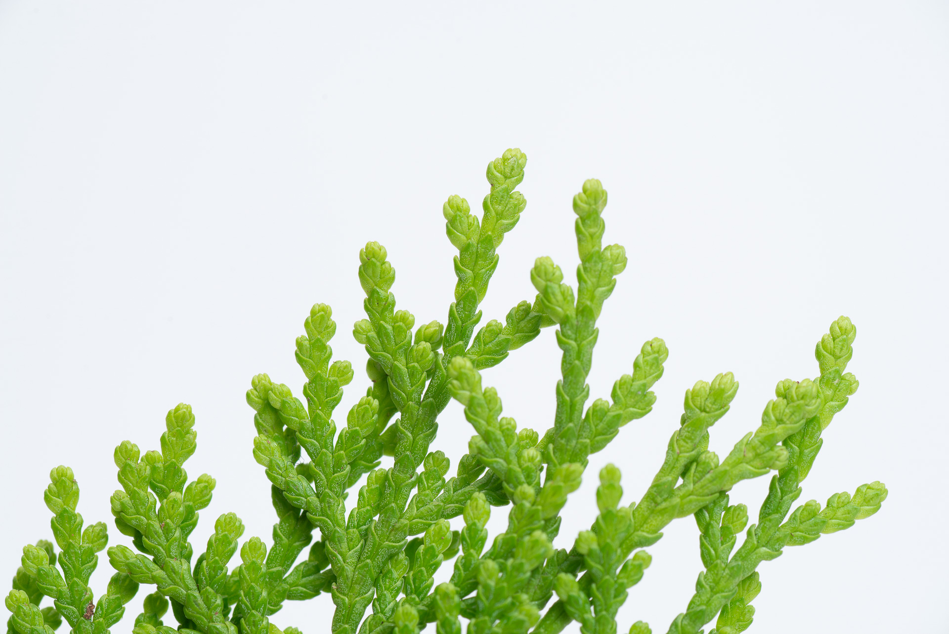 松柏是什麼? 6 種常見松柏圖鑑,從葉子清楚看出差別 7 扁柏特寫