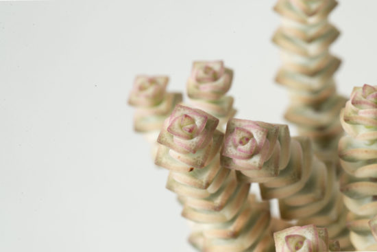 景天科多肉植物 數珠星錦 景天科 青索龍屬Crassula Baby Necklace variegated3