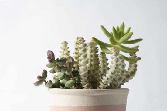 景天科多肉植物 40 景天科多肉植物 數珠星錦 景天科 青索龍屬Crassula Baby Necklace variegated6