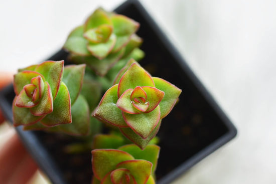 景天科多肉植物 36 景天科多肉植物 星乙女 多肉植物2