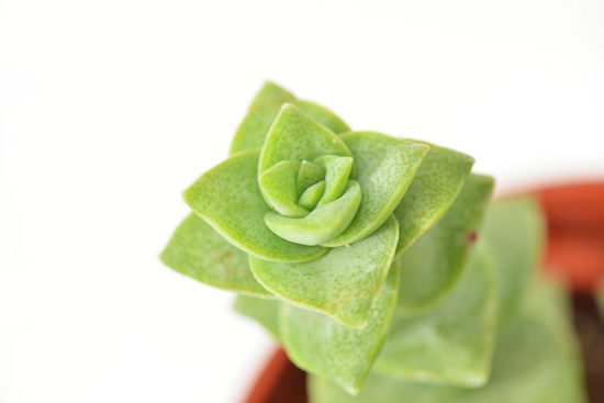 景天科多肉植物 星乙女 多肉植物5