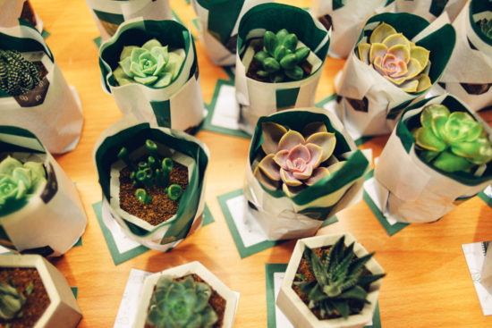 台北室內 Team Building 活動:星傳媒體 1 台北室內活動多肉植物