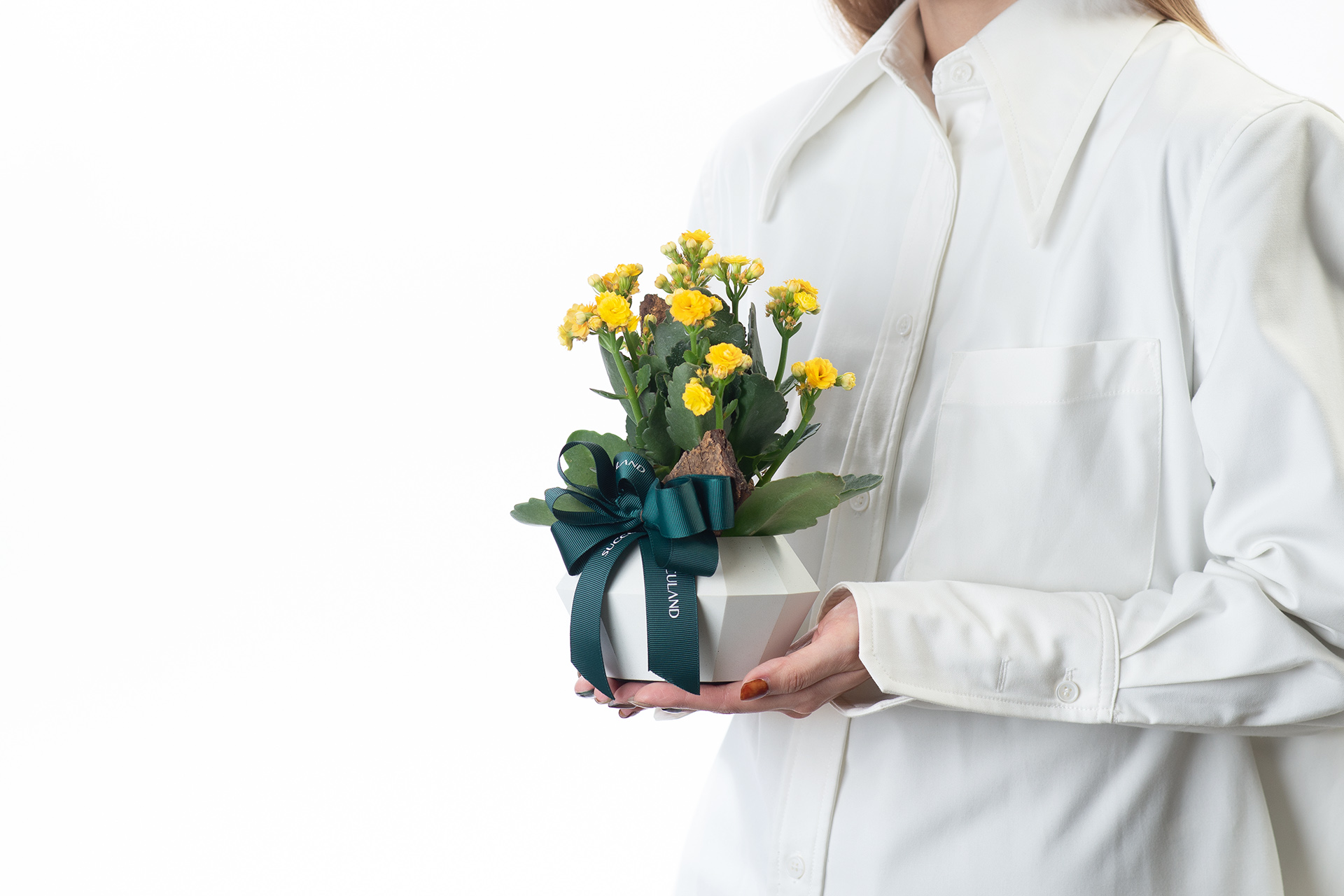 40+ 句換新工作的祝福語(成語 聖經金句 佛家語錄 英文 日文) 4 祝福新工作盆栽