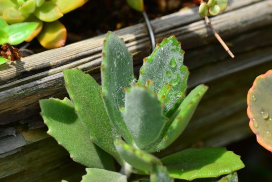 景天科多肉植物 月之光 兔耳 多肉1